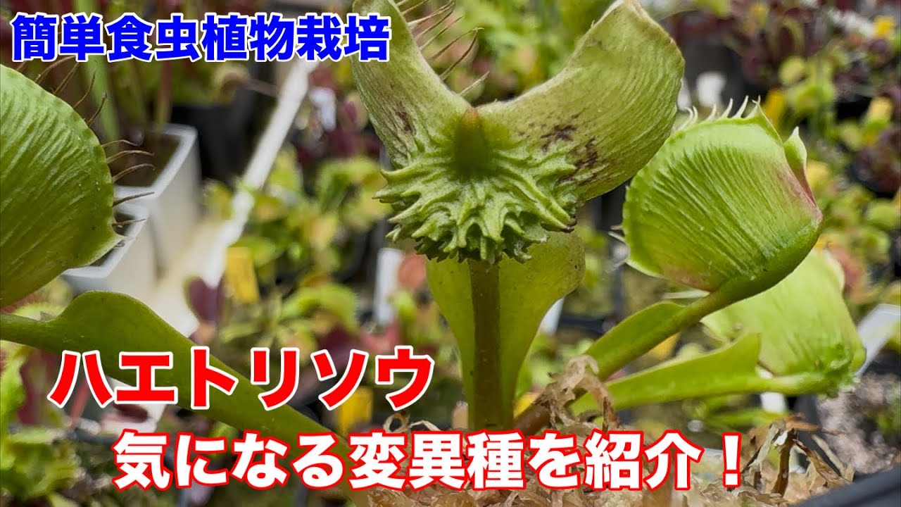 ハエトリソウの変異種“◯◯◯”を入手したので紹介します！ - YouTube