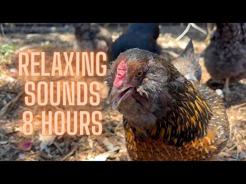 Happy Calm Chicken Sounds For Relaxation 8 HOUR Footage