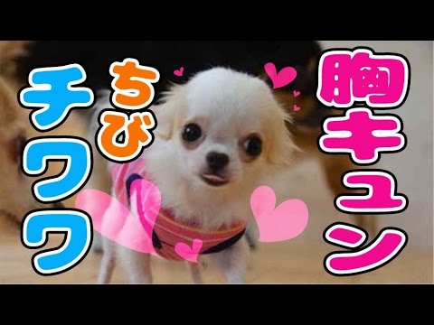 特集 胸キュンの超かわいいチワワが遊ぶよ Super Cute Chihuahua Youtube