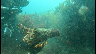 Torquay Diving  Early Season Crayfish Diving and Squid Fishing