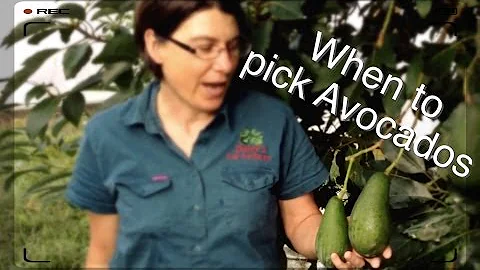 What temperatures can an avocado tree withstand?