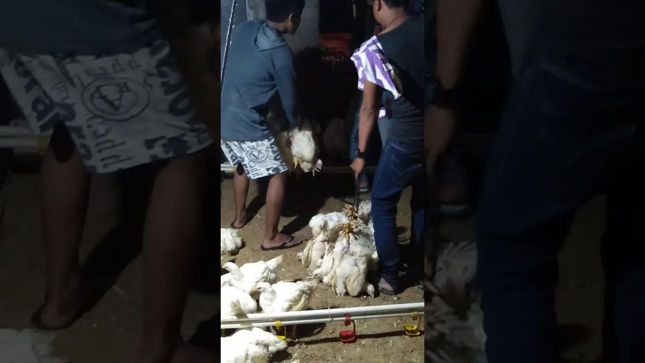 Tangkap ayam 