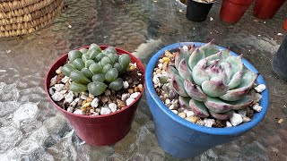 نقل العصاريات لأصيص أكبر . متى ، كيف ، و لماذا ؟ When, how and why should we repot succulents