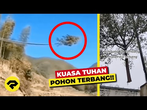 Video: Mengapa pohon ditebang?