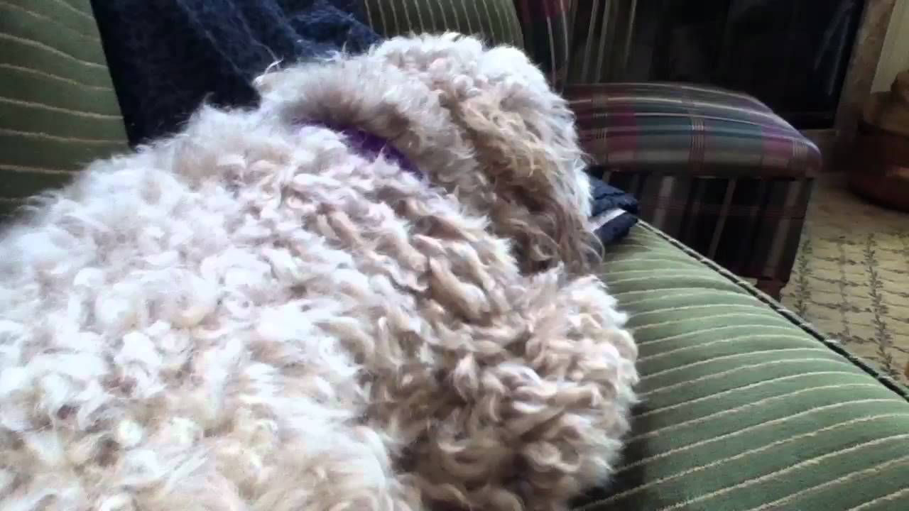 puppy paradise Puppy having dreams