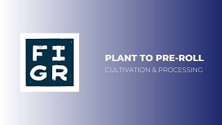 FIGR PLANT TO PREROLL