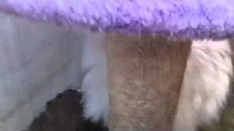 Watch the video about Fluffy the chinchilla Persian cat looking for a home at the