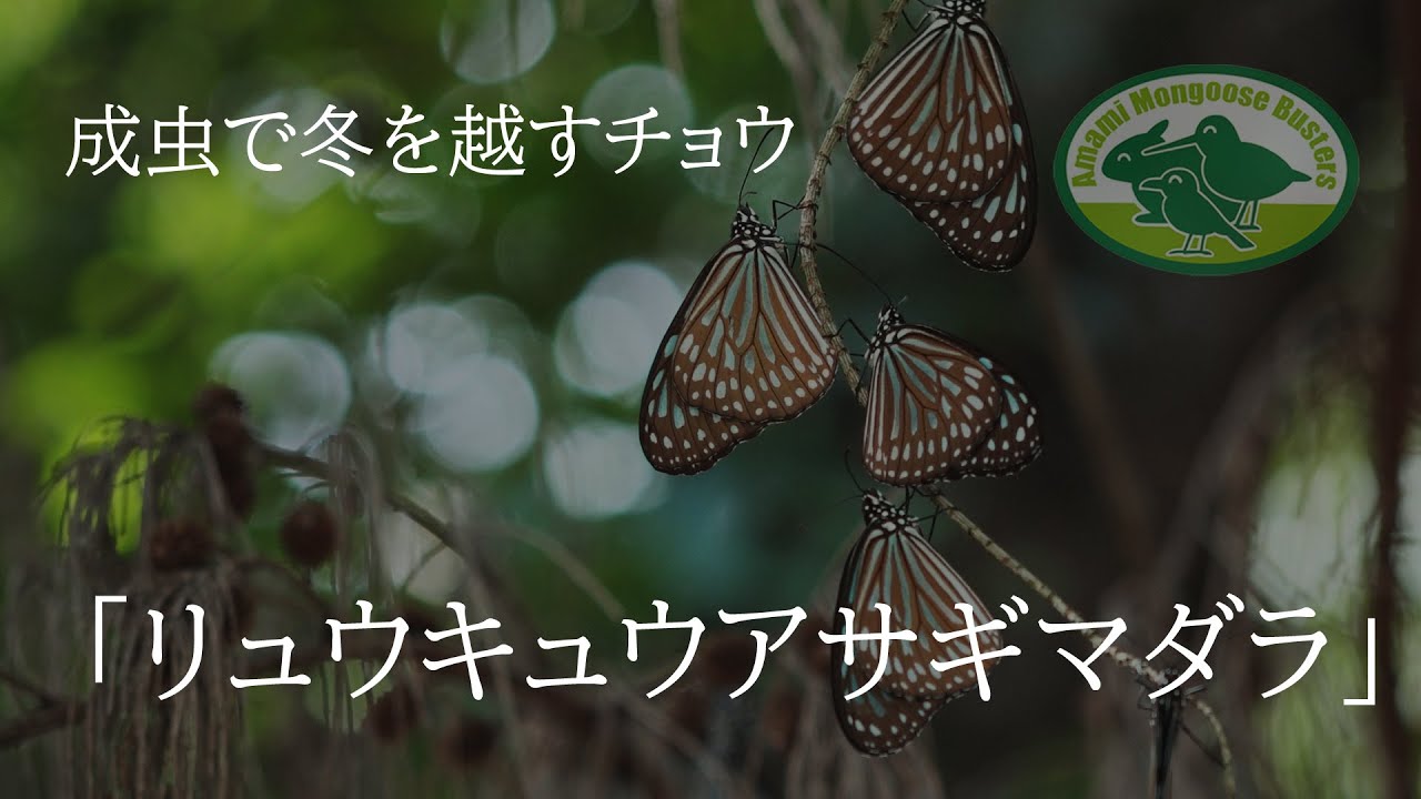 リュウキュウアサギマダラ Youtube