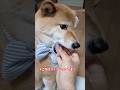 心亜はお父ちゃんも大好きなのよ。#柴犬のいる暮らし#柴犬 #shibainu #しばいぬ #cutedog #doglife #dogvideos