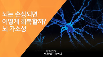 뇌는 손상되면 어떻게 회복할까? 뇌 가소성 - (2016.11.16_600회 방송)_뇌의 기적 - 제 1편 회복