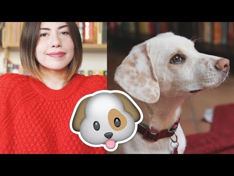 Video: Comprensione dei bisogni speciali del tuo cane