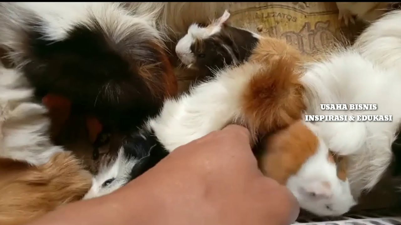 CARA MUDAH TERNAK MARMUT DI RUMAH 