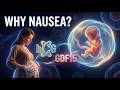 Morning Sickness Decoded: How Pregnancy Hormones Protect Your Developing Fetus (3D) - Explained.