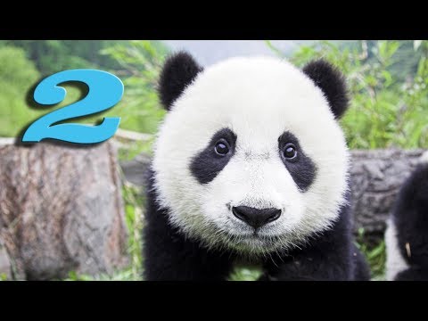 Видео: Wildlife park 3 -2- Продолжаю восхищаться!