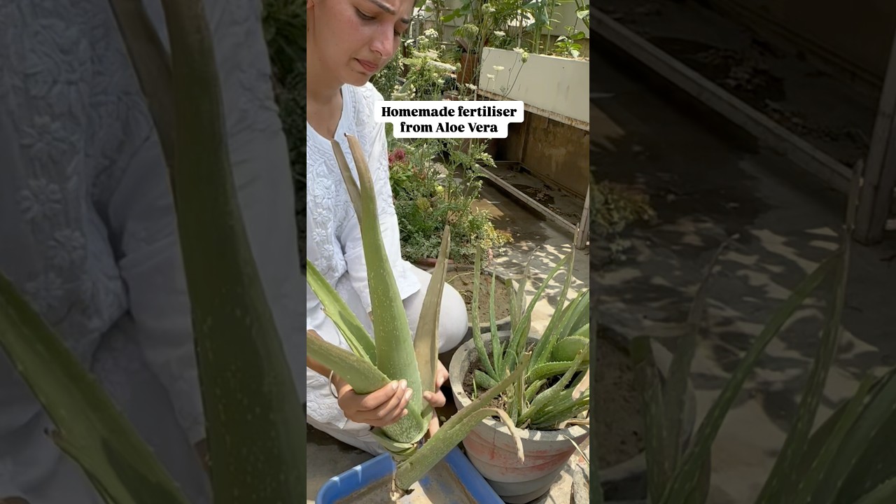 bogenhanf erde kaufen Sansevieria 3er Set