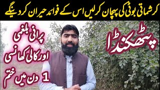 Puth Kanda Health Benifits In Urdu Purani Khansi Ka Ilaj پٹھکنڈے کے فائدے چرچٹہ پٹھکنڈا