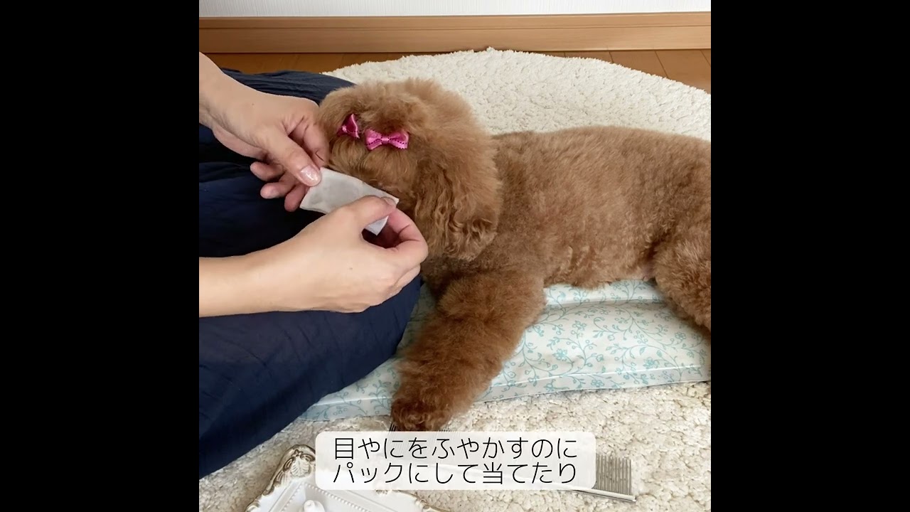 ペット用無農薬栽培100%のコットンシート｜オーラバイオ オーガニック