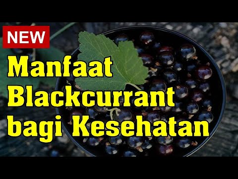 Video: Apakah blackcurrant termasuk anggur?