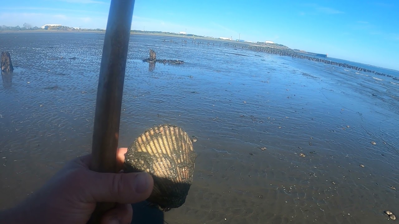 Raking Cockles in Grays Harbor Washington State YouTube