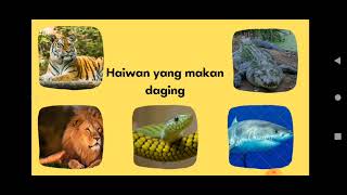 Prasekolah- Sains Awal ( Makanan utama haiwan)
