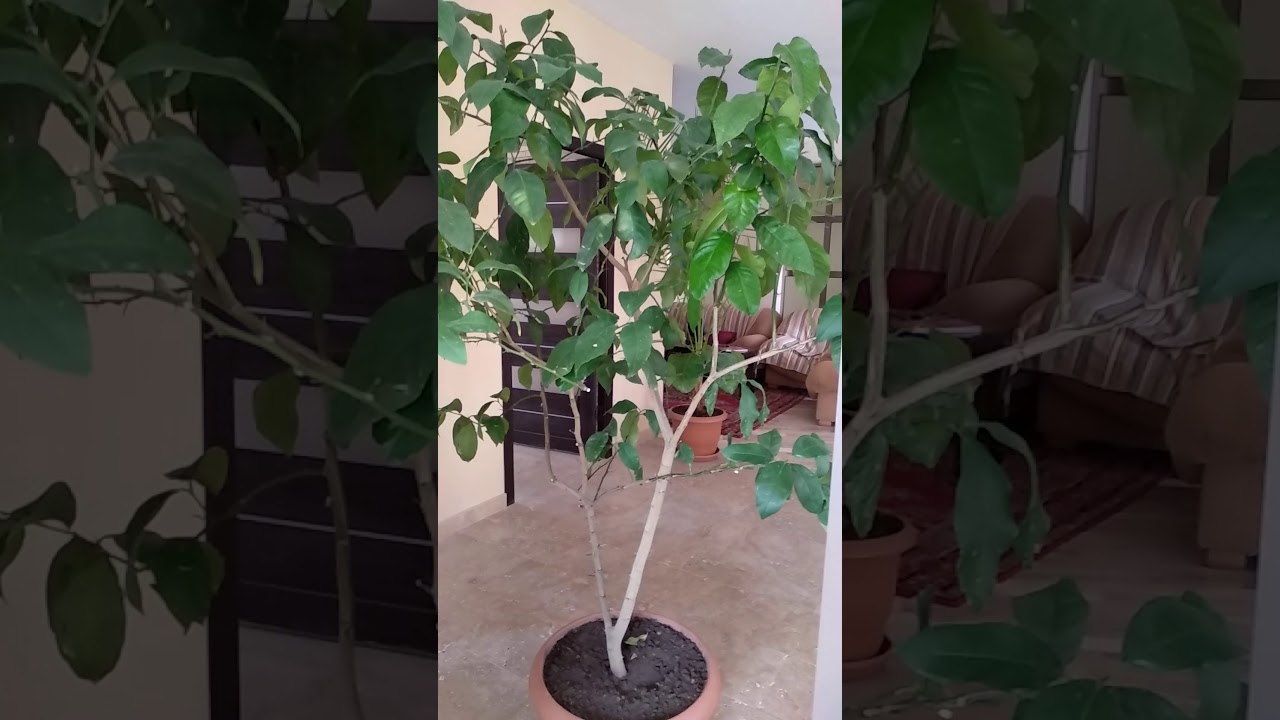 Լիմոնի ծառ պայքարում ենք տզերի դեմ