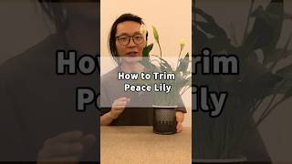 How to trim peace lily?