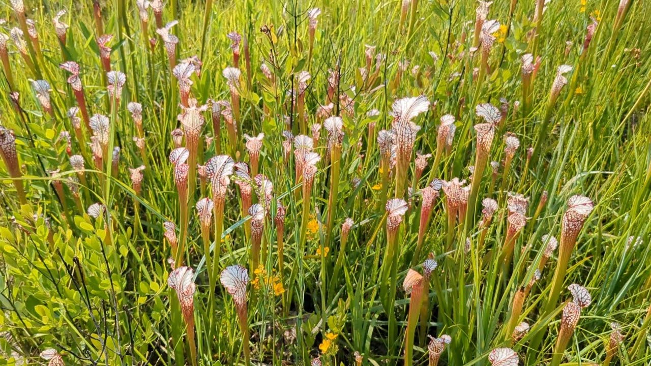 Splinter Pitcher Splinter Hill Pitcher Plants Part 1 - YouTube