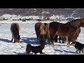 кони бурятской породы