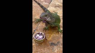 Aruba: Feeding a wild Iguana