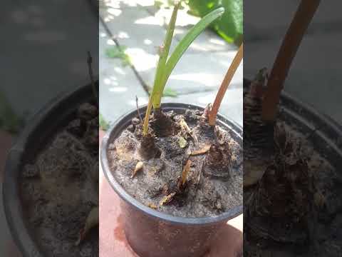 Habranthus (Zephyranthes), or mini amaryllis blooms on the 3 day after planting in pot. Зефирантес.