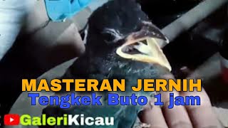 Masteran asli suara tengkek buto panjang dan jernih 1 jam