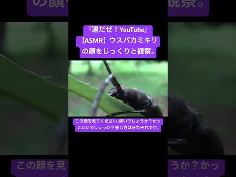 【ASMR】ウスバカミキリの顔をじっくりと観察。 #sdgs #クワガタ #虫の音 #asmrchewing #asmr #昆虫 #虫の声 #asmrtriggers #カブトムシ #虫食べる