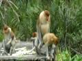 Proboscis Monkey Love in Borneo - Director´s Cut