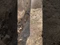 حفر الارض الصلبة الصوت طرررب حفر الارض الصلبة الصوت طرررب