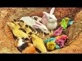 Menangkap Anak Ayam Lucu, Ayam Rainbow, Anak Bebek, Anak Itik, Kelinci, Marmut, Ayam Warna-Warni #19