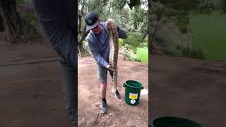 A new World Record Gopher Snake 🤔over 8’ long 🐍