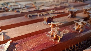 De visita al campo y trabajos con las colmenas🐝