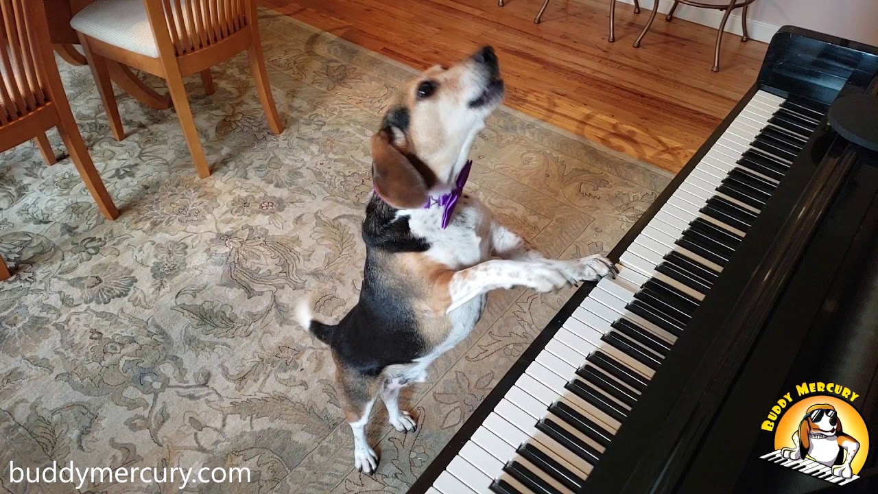 somebody to love me lyrics NEW!!! Some Buddy To Love (cover) Feat. Buddy Mercury dog