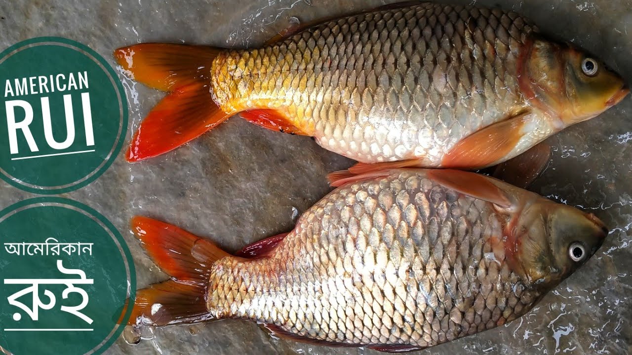 American Rohu Fish Cutting || আমেরিকান রুই মাছ কাটা - YouTube