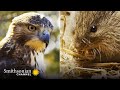 American-Canadian Border and Wildlife