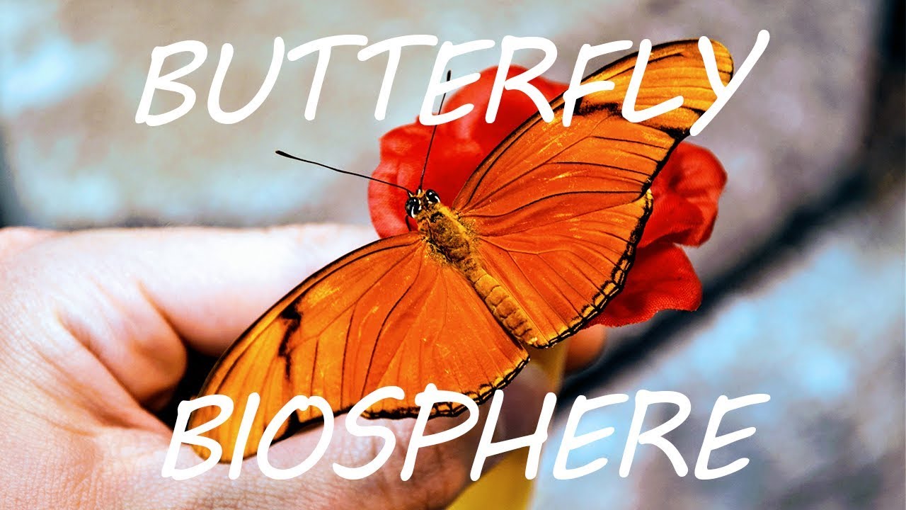 Thanksgiving Point Butterfly Biosphere Directions Thanksgiving Point Butterfly Biosphere Directions