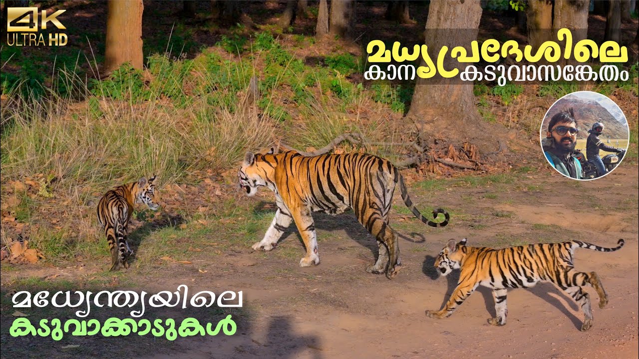 Kanha Tiger Reserve | Madhyapradesh | Tiger Forest in Central India