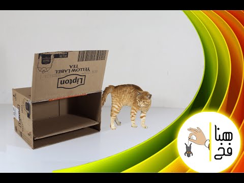 فيديو: كيف تصنع قطط قطط