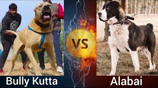 Bully Kutta VS Alabai | Who is more Powerful ? by Shubham Medhekar 7,276 views 1 year ago 3 minutes, 5 seconds