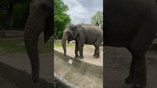 7 Elephants in the zoo