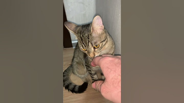 Котето Кеш не харесва ръката ми #cat #catshorts #shortsvideo #cats #kitten #catlover #cutecat #котка