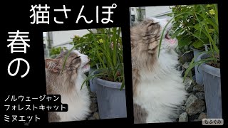 猫と春さんぽ【ミヌエットノルウェージャンフォレストキャット】