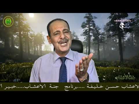 ابو النباتات بذور البرسيم واوراق البرسيم الحجازي مع المرحوم بإذن الله خبير الاعشاب حسن خليفه