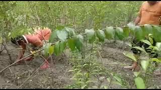 Budidaya ribuan pohon anting putri....