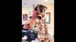 Square Paws Giraffe Cat Tower Wealth
